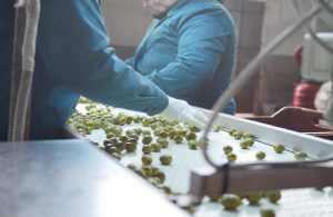 ελιες-εργ.-εα-1-1