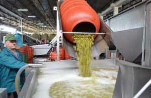 ελιες-εργ.-εα-4