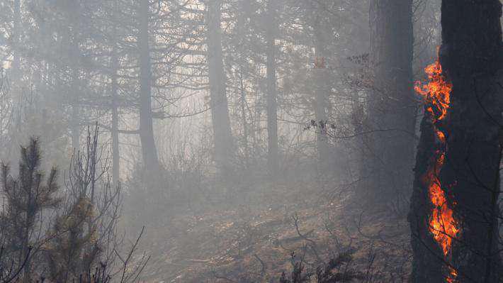 Ερώτηση του ΚΚΕ για τη λήψη μέτρων πρόληψης για την αντιπυρική περίοδο