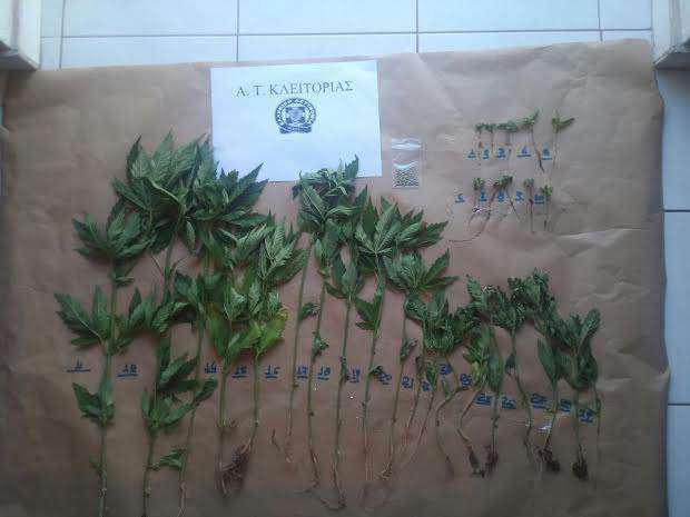 Συνελήφθη 60χρονος στην Κλειτορία για καλλιέργεια ναρκωτικών