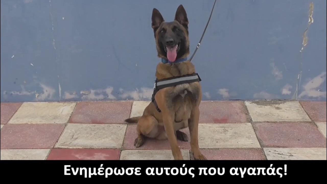 Βίντεο της ΕΛ.ΑΣ για την Παγκόσμια ημέρα κατά των ναρκωτικών-Συμμετέχει ο αστυνομικός σκύλος Κάλιμαν