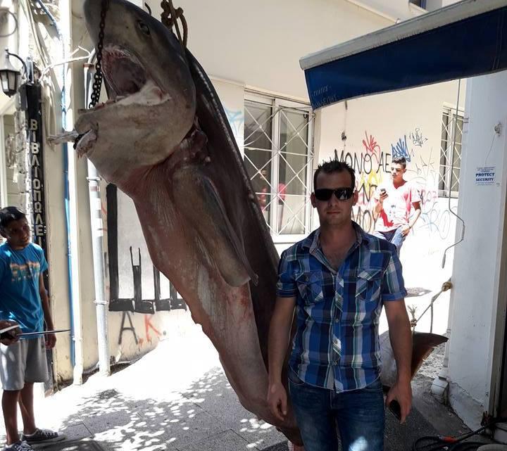 Αγρίνιο | Εντυπωσιακός κόπανος ….350 κιλών!