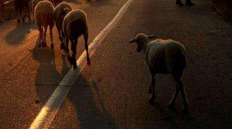 Aγρίνιο: “Καταδίωξη” προβάτων στην Εθνική οδό στο ύψος του Νοσοκομείου-Το χάρο με τα μάτια τους είδαν οι οδηγοί!