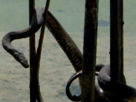 Γνωρίστε το μεγάλο λιμνόφιδο της Τριχωνίδας που τρομάζει….αλλά είναι πανέμορφο και αβλαβή!(βιντεο-φωτο)