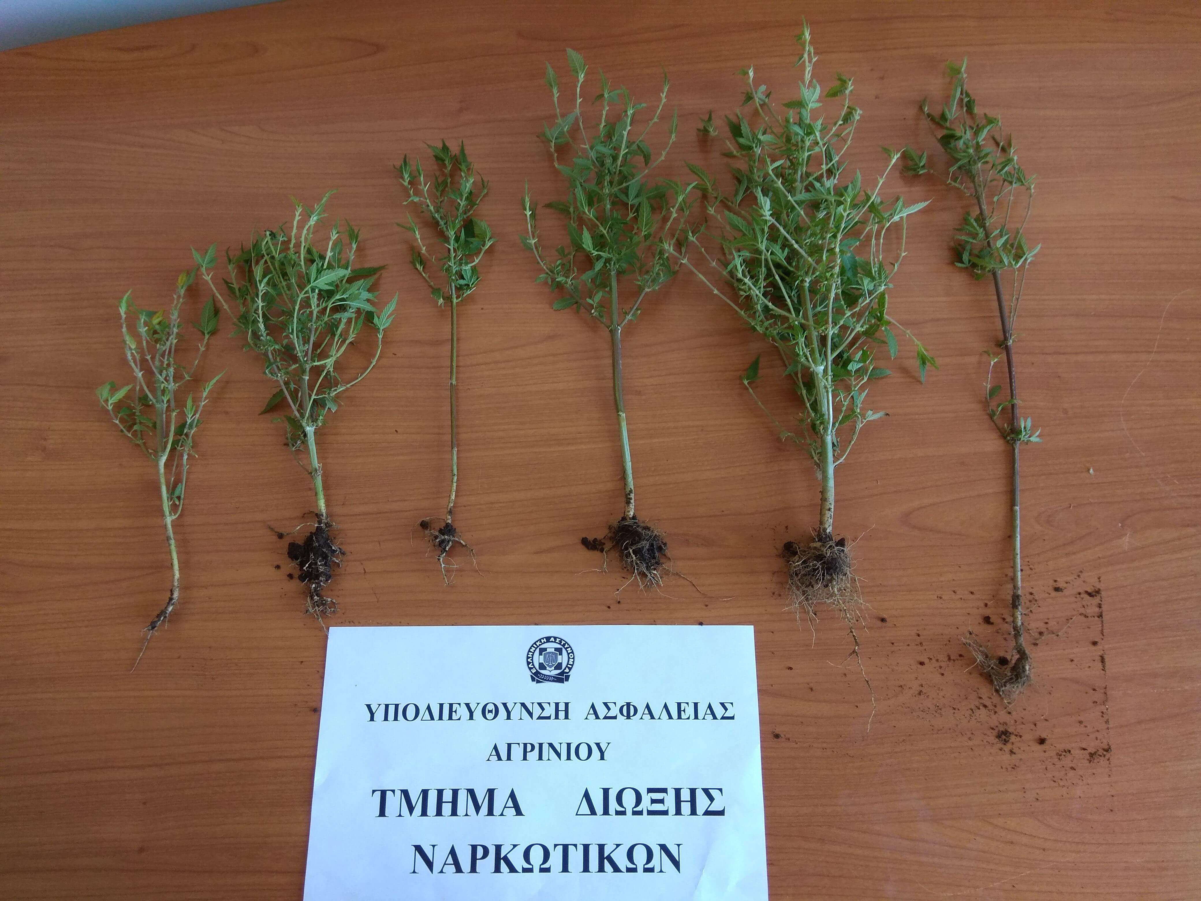 Σύλληψη 40χρονου για καλλιέργεια κάνναβης στο Δοκίμι Αιτ/νίας (φωτο)