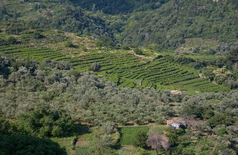 Ανακοίνωση του Τ.Ο.Ε.Β. Παναιτωλίου για τους ιδιοκτήτες-καλλιεργητές κτημάτων