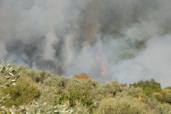 Μάχη με τις φλόγες στην Παλαιοκαρυά -Μεγάλη κινητοποίηση (βίντεο-φωτο)