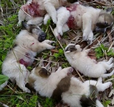 Αναζητείται ο δράστης που πυροβόλησε και θανάτωσε επτά κουτάβια