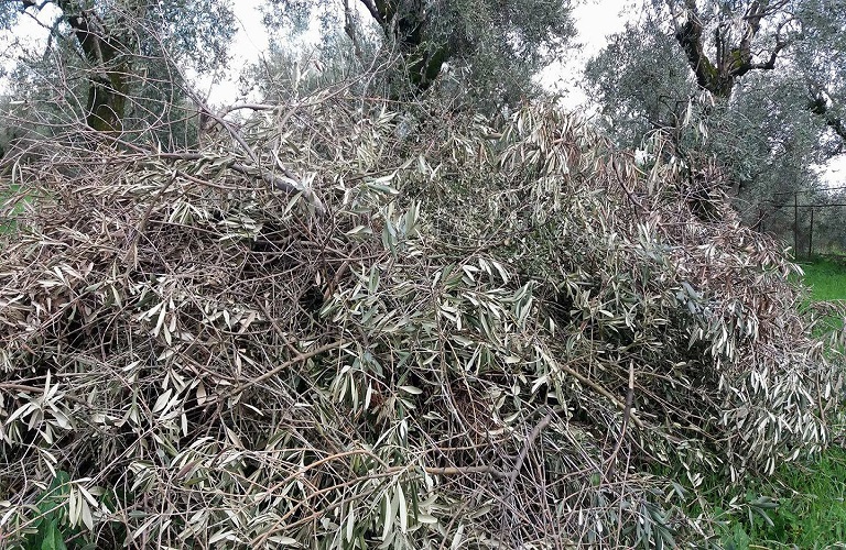 Επιδεικτική δράση διαχείρισης κλαδεμάτων από την Ένωση Αγρινίου