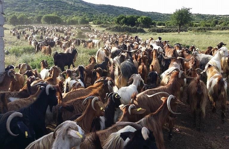 Ολοκληρώθηκε η αρχική αξιολόγηση για τη Βιολογική Κτηνοτροφία