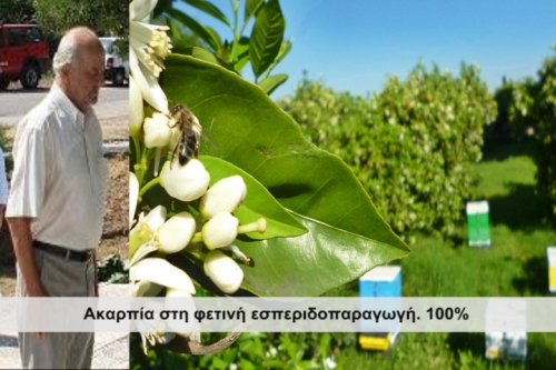 Η ακαρπία στα εσπεριδοειδή μαστίζει Καλύβια-Αγγελόκαστρο-Όχθια-Αποκαλυπτικός ο Χ.Μπελεβώνης για τις αποζημιώσεις στους 3 νομούς της Περιφέρειας!