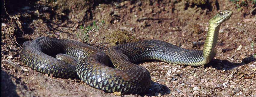 Σαπίτης βρέθηκε στην τουαλέτα ενός καταστήματος στο Παναιτώλιο