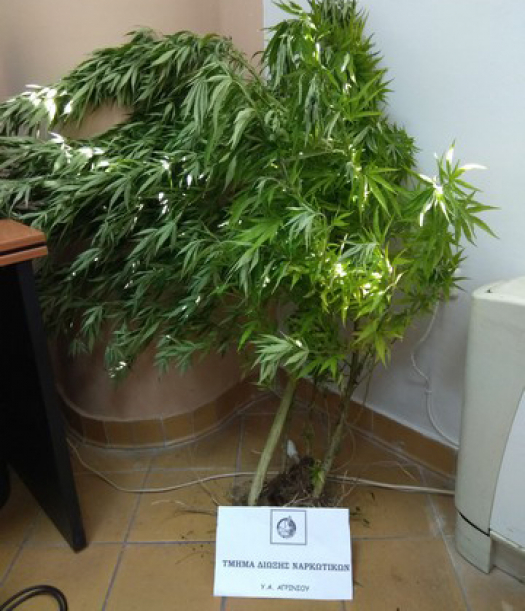 Συνελήφθη 55χρονος στην Αμφιλοχία-Καλλιεργούσε ναρκωτικά στην αυλή του σπιτιού του