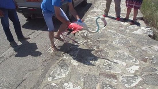 Απελευθέρωση φοινικόπτερου στη λεκάνη της Πλώσταινας