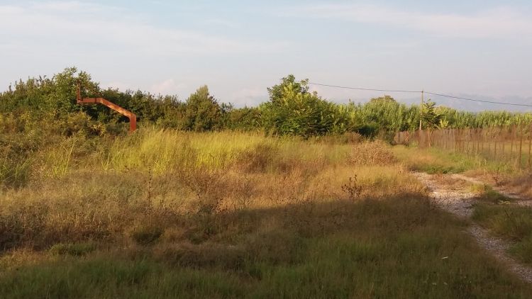 Οργιάζει η βλάστηση στον περιβάλλων χώρο του γηπέδου Καλυβίων