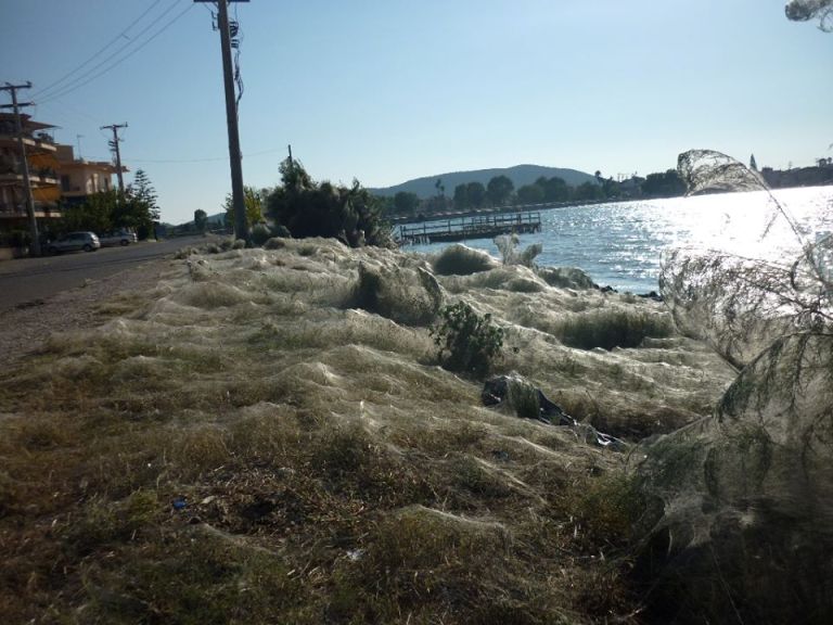 «Να δοθούν επιστημονικά υπεύθυνες απαντήσεις για τον ιστό της αράχνης στο Αιτωλικό»