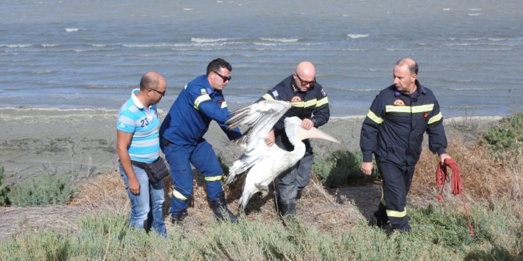 Η διάσωση ενός πελεκάνου στο Ιβάρι της Λευκάδας από την Πυροσβεστική