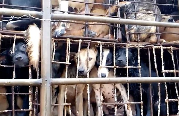 Αιτωλοακαρνανία: Έρευνες για κύκλωμα εμπορίας σκύλων