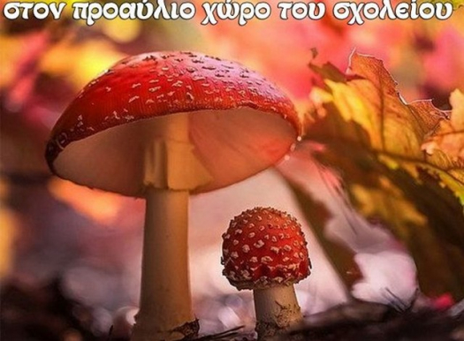 6η γιορτή Μανιταριού στην Κεντρική Ναυπακτίας