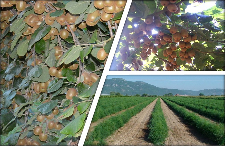 Πρόσληψη γεωπόνου για πλήρη απασχόληση στον A.Σ. Νεάπολης Αγρινίου