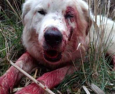 Κτηνωδία στο Μεσολόγγι – Πυροβόλησαν και τραυμάτισαν σκύλο (φωτό)