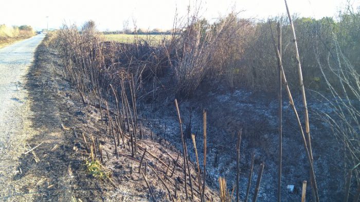 Αγρίνιο: Το εμπόριο των καλαμιών-οι φωτιές και οι έρευνες της Πυροσβεστικής!