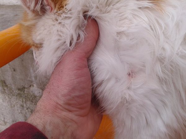 Χτυπούν γάτες με αεροβόλο στην Ανάληψη Αιτωλ/νιας-Καταγγελία πολίτη