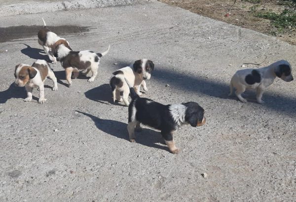 Βαρύ “κατηγορώ” από φιλόζωους για τα κουταβάκια στη Νεάπολη Αγρινίου