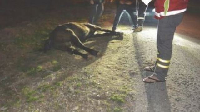 Καλύβια: Νεκρό άλογο μετά από ατύχημα- Σοκ για τον αναβάτη