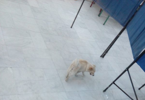 Αν μπορούσε τι θα ψήφιζε το σκυλάκι που μπήκε σε εκλογικό κέντρο του Αγρινίου; 