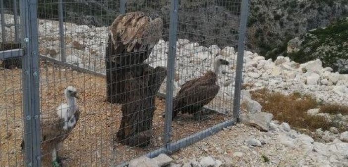 Δράσεις του Φορέα Διαχείρισης Λιμνοθάλασσας Μεσολογγίου – Ακαρνανικών Ορέων με αφορμή την Ημέρα Περιβάλλοντος