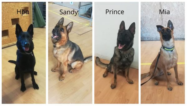 Οι νέοι Αστυνομικοί Σκύλοι ανίχνευσης εκρηκτικών υλών!