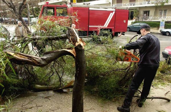Δήμος Ναυπακτίας: Πρόστιμο 300 ευρώ σε όσους δεν κλαδεύουν τα δέντρα τους!