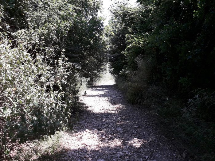 Θύρρειο Αιτ/νίας: “Είναι τόση η βλάστηση που σε περίπτωση φωτιάς θα ζήσουμε ένα νέο Μάτι…”