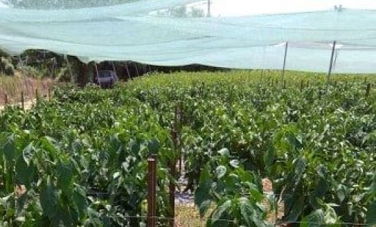 Καινούργιο- «Κυνηγοί» μετάλλων έκλεψαν 3000 βέργες στήριξης κηπευτικών!!