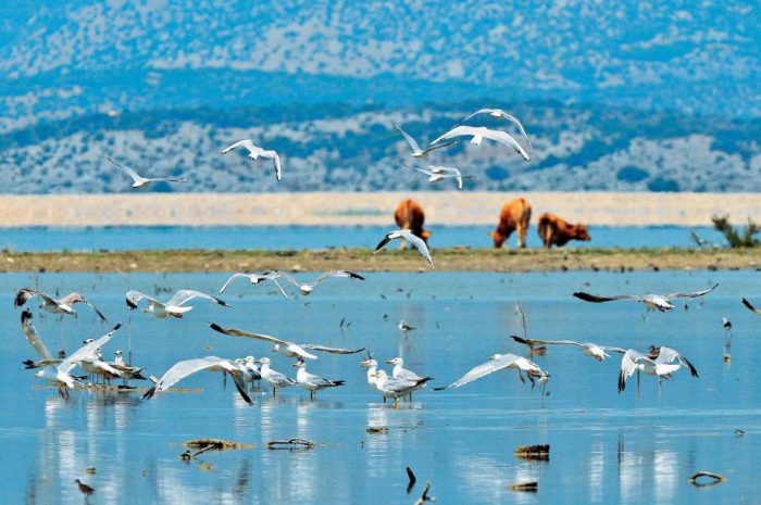 Ξεκίνησε η υποβολή προτάσεων για τη δράση 10.1.01 «ΠΡΟΣΤΑΣΙΑ ΤΗΣ ΑΓΡΙΑΣ ΟΡΝΙΘΟΠΑΝΙΔΑΣ»