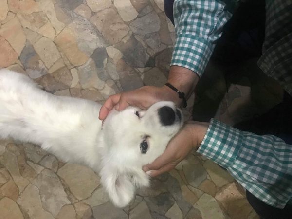 Αγρίνιο: Δηλητηρίασαν και τον Laki!!