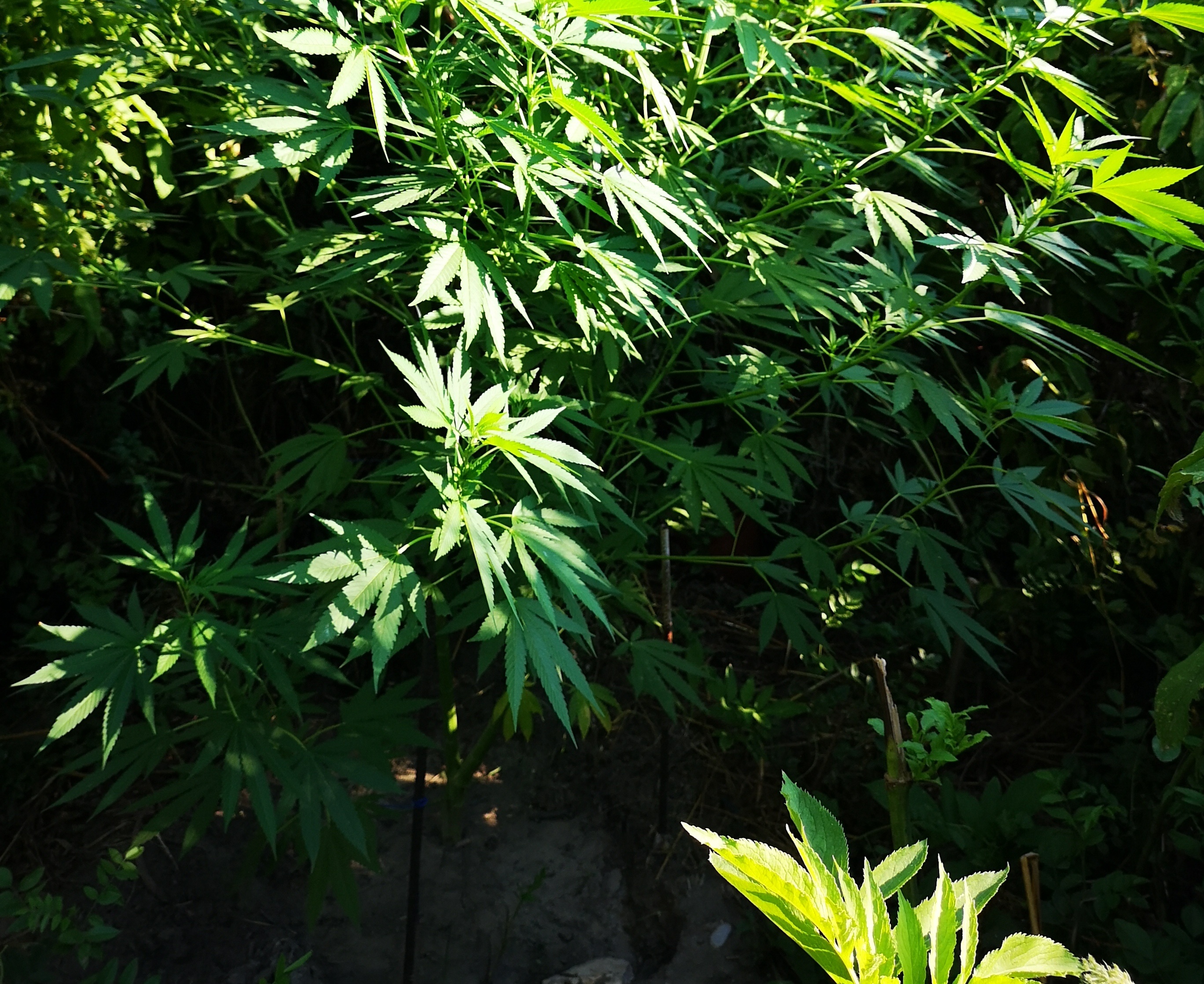 Αιτωλοακαρνανία: Στον Εισαγγελέα ο 39χρονος για καλλιέργεια και κατοχή ναρκωτικών