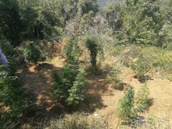 Οι αστυνομικοί εκρίζωσαν και κατέσχεσαν 27 δενδρύλλια κάνναβης στη Ναύπακτο!