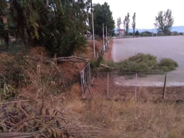 Πτώση δέντρου στο γήπεδο του ΑΟ Ελαιοφύτου-Από θαύμα δεν υπήρξε κάποιο θύμα!