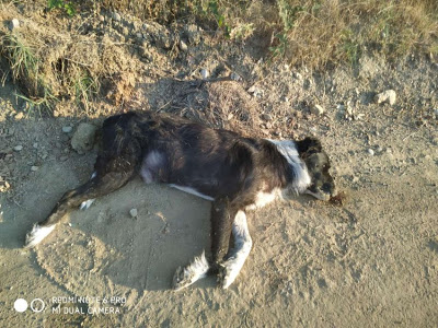 Δηλητηρίασαν τσοπανόσκυλα στον Βλοχό Αγρινίου