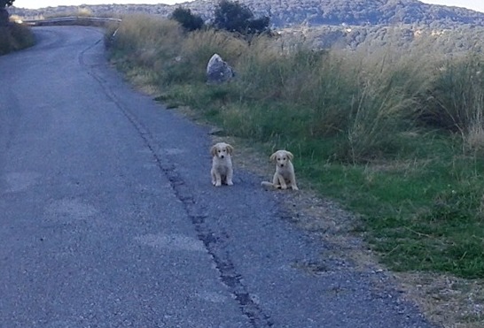 Παράτησαν 2 κουταβάκια στον λόφο του Αη-Λιά στην Ανάληψη