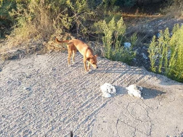 Βοηθήστε να βρεθεί η σκυλίτσα που χάθηκε στο Αγρίνιο