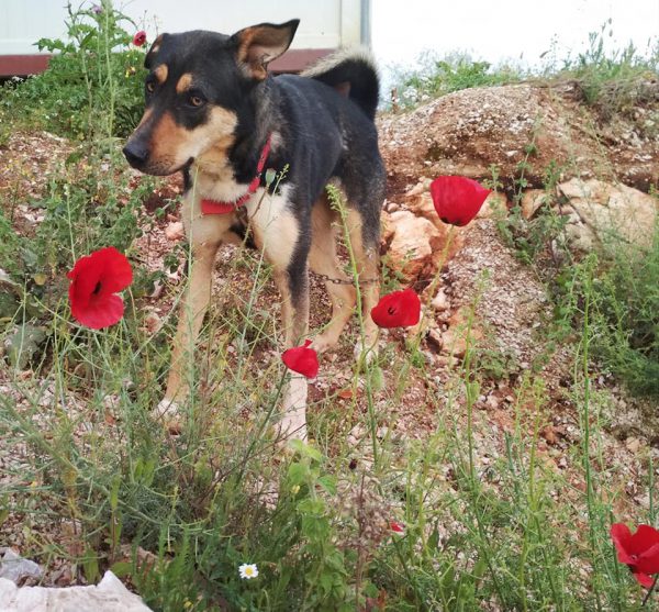 Χάθηκε η Έρικα-Δίδεται αμοιβή σε όποιον την εντοπίσει!