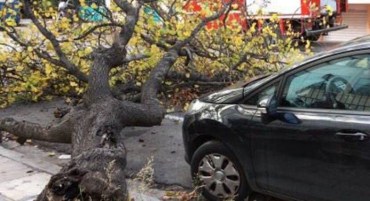 Δένδρο έπεσε πάνω σε στάση λεωφορείου στην Πάτρα- Από θαύμα δεν υπήρξε τραυματισμός!