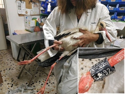 Επανεύρεση δακτυλιωμένου πελαργού από το Μεσολόγγι στην Κρήτη