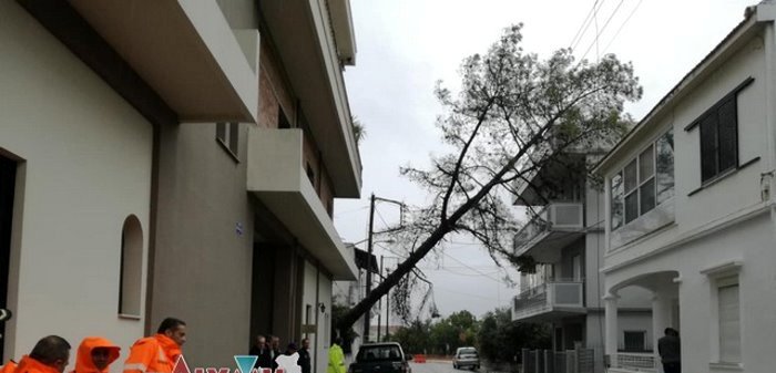 Ζημιές σε αυτοκίνητο και σε βεράντα από πτώση δέντρων στο Μεσολόγγι(φωτο)
