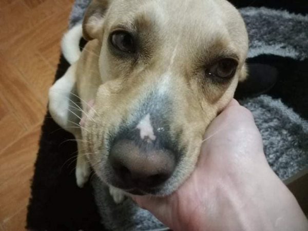 Χάθηκε σκύλος στην περιοχή Αγίου Κωνσταντίνου