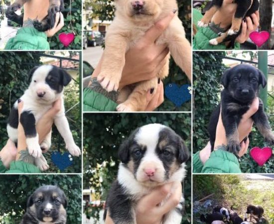 Ναύπακτος: Πέταξαν επτά κουταβάκια στο δρόμο