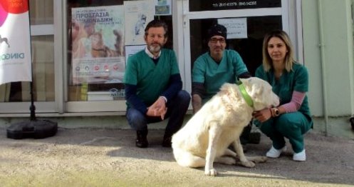 Συγκινεί η περιπέτεια του σκύλου που πυροβολήθηκε στη Νεάπολη Αγρινίου